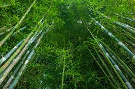 bamboo ಮನೆಯಲ್ಲಿ ಬಿದಿರು ಗಿಡ ಇಟ್ಟರೆ ಅದೃಷ್ಟ ಹೆಚ್ಚಳ! ಈ ವಾಸ್ತು ನಿಯಮ ಪಾಲಿಸಿದರೆಮಾತ್ರ