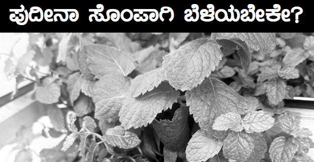 pudina ಪುದೀನಾ ಸೊಂಪಾಗಿ ಬೆಳೆಯಬೇಕೇ?