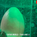 Eggs World Safari World Bangkok 🥚 Rare Bird Eggs & Hatching Baby Birds in Thailand | Thailand