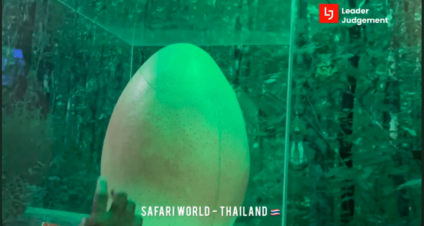 thiland Eggs World Safari World Bangkok 🥚 Rare Bird Eggs & Hatching Baby Birds in Thailand | Thailand