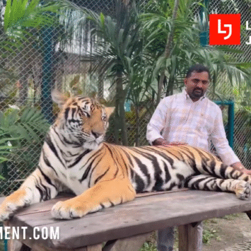 Tiger Park Pattaya Thailand 🐯 | Real Tiger Close Encounter