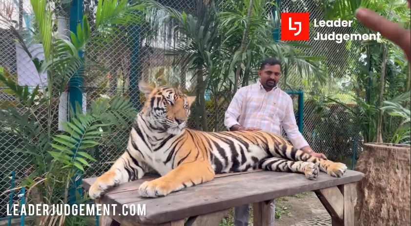 tiger park Tiger Park Pattaya Thailand 🐯 | Real Tiger Close Encounter