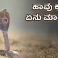 ಹಾವು ಕಚ್ಚಿದರೆ ಏನು ಮಾಡಬೇಕು?