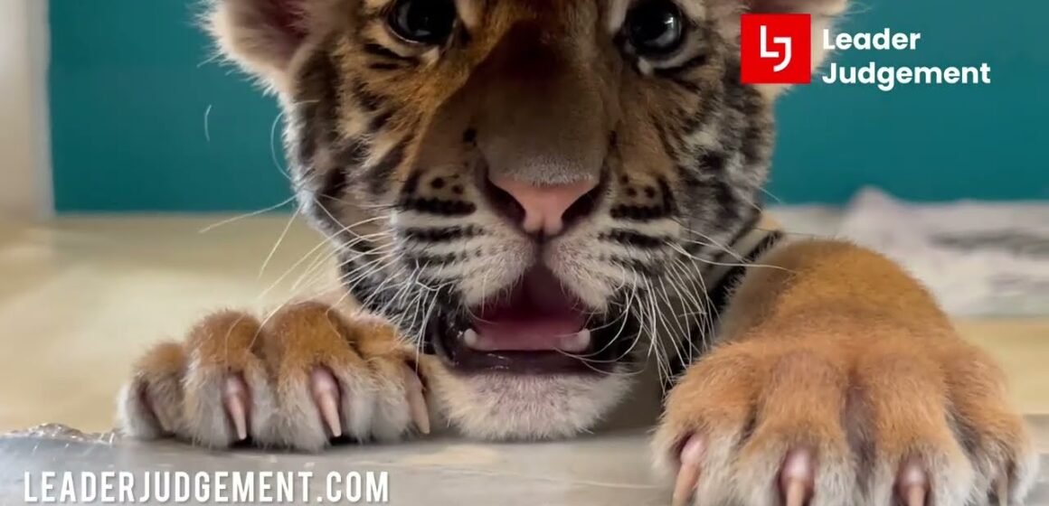 Tiger Park Pattaya Vlog
