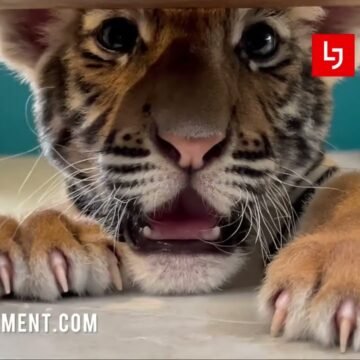 Tiger Park Pattaya Vlog