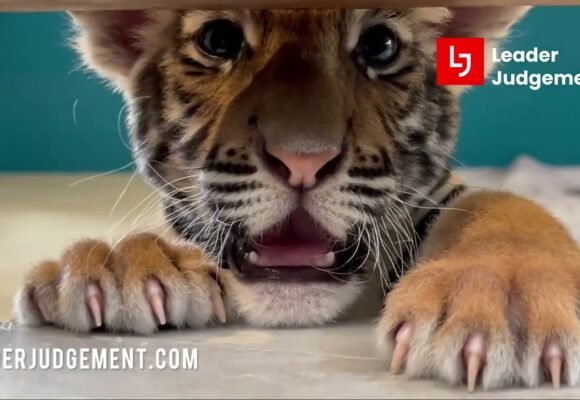 Tiger Park Pattaya Vlog