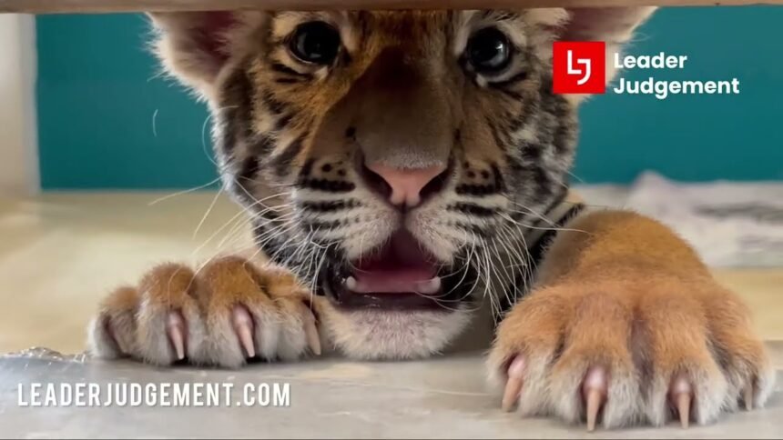 Tiger Park Pattaya Vlog Tiger Park Pattaya Vlog
