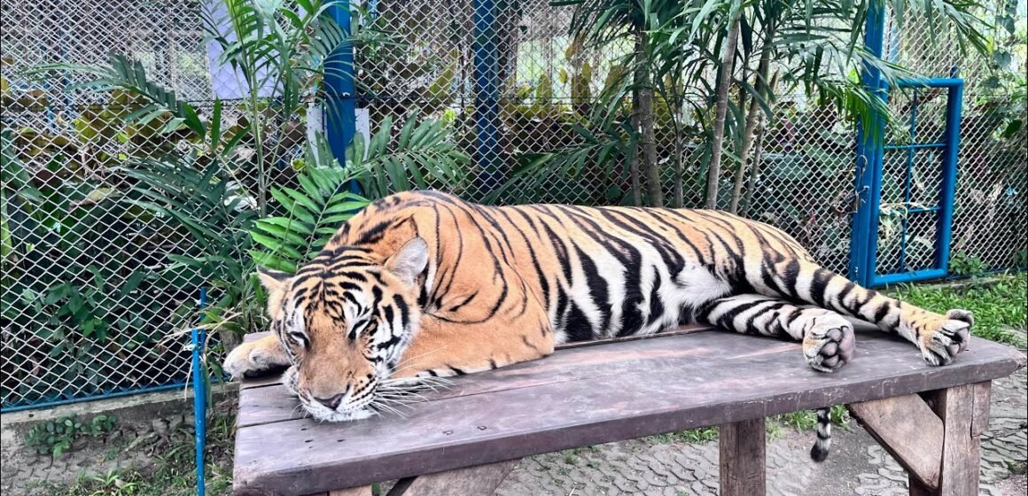 Tiger Park Pattaya From Bangkok | Complete Travel Vlog