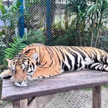 Tiger Park Pattaya From Bangkok | Complete Travel Vlog