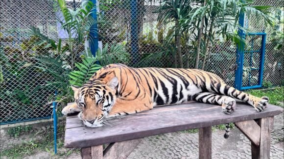 Tiger Park Pattaya From Bangkok | Complete Travel Vlog