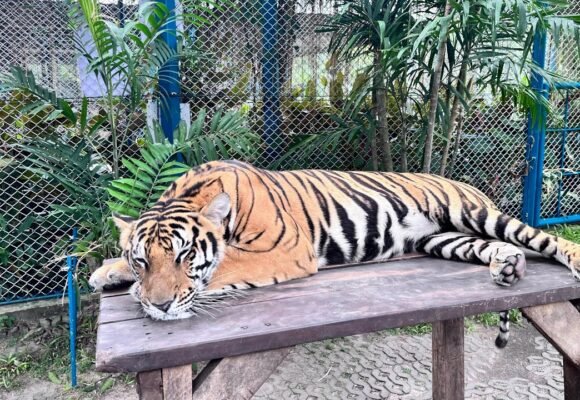 Tiger Park Pattaya From Bangkok | Complete Travel Vlog