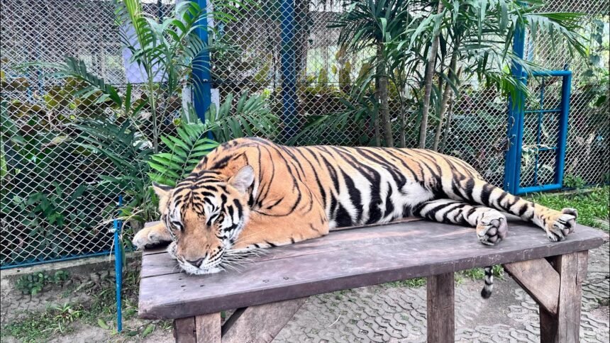 Tiger Park Pattaya From Bangkok | Complete Travel Vlog Tiger Park Pattaya From Bangkok | Complete Travel Vlog